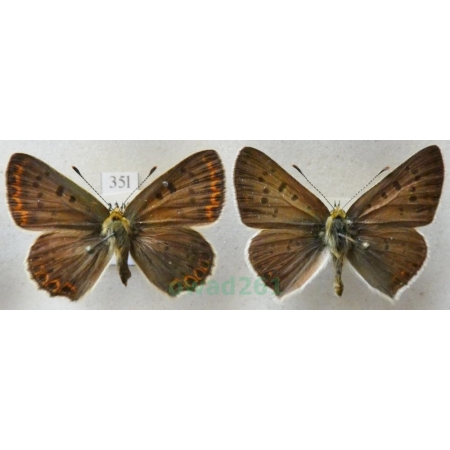 Lycaena tityrus (Poda, 1761) pair Czerwończyk uroczek Czech35l